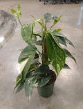 6" Epipremnum Pinnatum Variegated Albo Pole